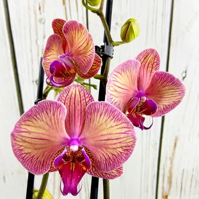Орхидея Phal. Edyta - купить, доставка Украина
