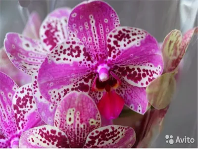 Noni Sturge on X: \"Friday's orchid from me to you. Isn't she gorgeous? 💕  Lots of smiles 🌸 #Phalaenopsis #orchids #flowers #gardening  https://t.co/fgSL4Mgw83\" / X