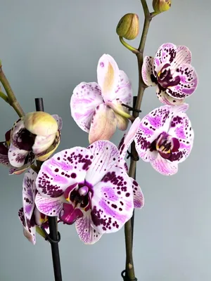 Орхидея фаленопсис Frontera / Фронтера 🌸  #голландскиеорхидеи#орхидеифаленопсис#фронтера - YouTube