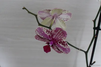 Orchid Phalaenopsis Anthura Frontera – Floraria Secret Garden (SG)