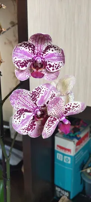 🌹KSENIYA🌹 on Instagram: “Phal. Frontera 🐆 Первое домашнее цветение,  полный роспуск на скромных 5 цветочков 🥰 Как же долго я ее искал… |  Orchids, Flowers, Floral