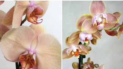 Phalaenopsis Lady Marmelade - Orchids, orchid care substrates, Orchidarium