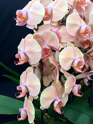 Phalenopsis 'Marmalade', orchid – The Frustrated Gardener