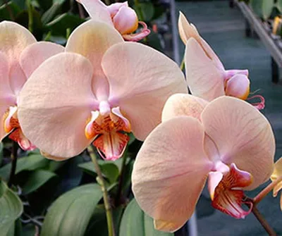 Phalaenopsis 'Marmalade' – Susan Rushton