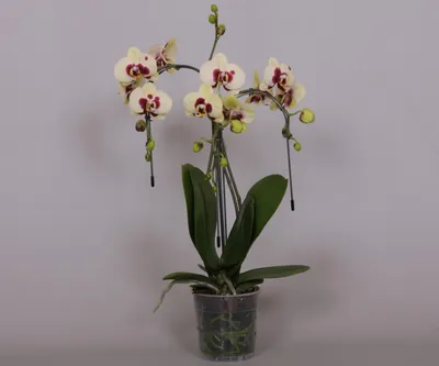 I got this orchid on clearance at home depot for $8. : r/orchids