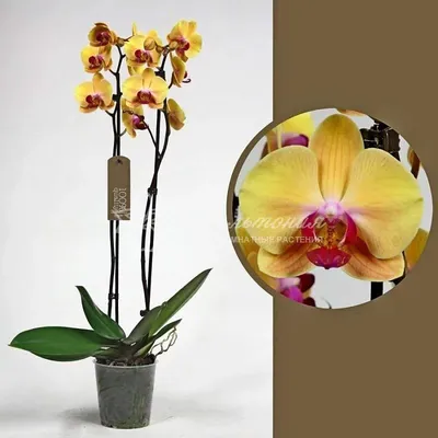 Orchids Photo Gallery — Wholesale Flowers, Floral Design, Orchids- Mina  Flower Design