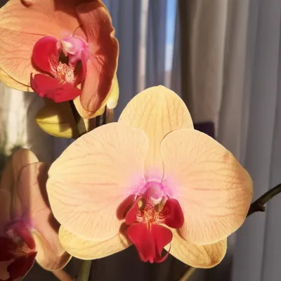 Ox lottery prince phalaenopsis orchid | Phalaenopsis orchid, Orchids, Types  of flowers