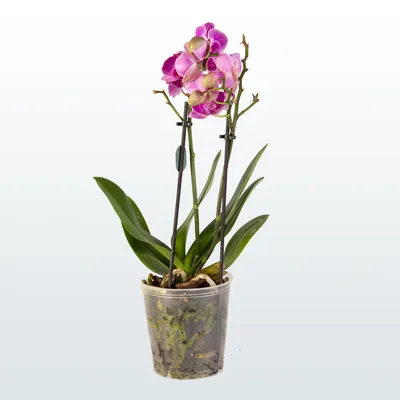 Фаленопсис микс 2 ствола H70 D12 см (4PHALBP40) - купить за 3 558 ₽ в  интернет-магазине Гарден Гров