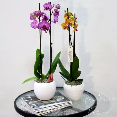 Купить Фаленопсис (орхидея) 12*60 1-2 ствола микс (Ter Laak Orchids) оптом  | Paeonia