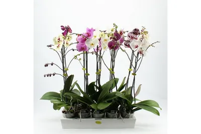 Фаленопсис микс 2 ствола H65 D12 см (4PHAMIX05) - купить за 3 672 ₽ в  интернет-магазине Гарден Гров