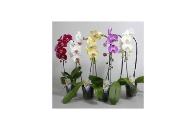 Phalaenopsis mix arrangement in Encinitas, CA | Divine Orchids