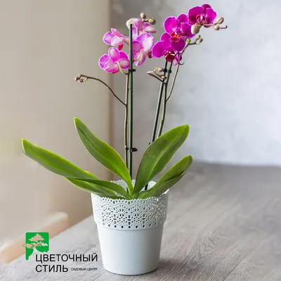 Орхидея Фаленопсис Микс 1 ствол парфюмированная D:9см купить в Москве с  доставкой