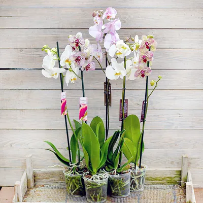PHALAENOPSIS MIX P15 – Garden Flower