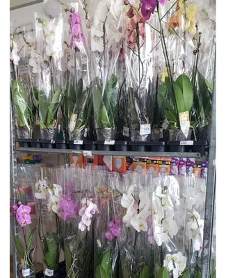 Купить Орхидея Фаленопсис микс, d 12 см h 55 см (972309) в  интернет-магазине АШАН в Москве и России