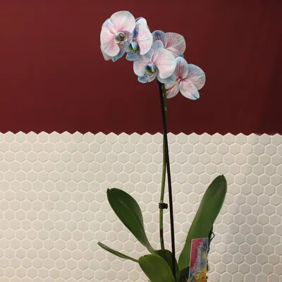 Фаленопсис микс сортов (мультифлора, 30 см)