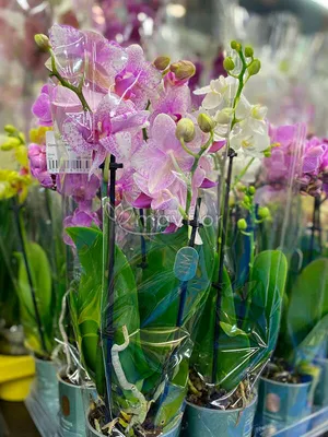 Phalaenopsis mixed 6 colours Specialty mix 18+ 2 stem | Phalaenopsis |  Phalaenopsis | Flowering indoor orchids | Flowering indoorplants |  Indoorplants | All products | OZ Planten