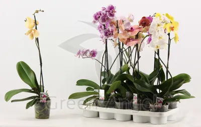 Орхидея Phal. Mix 2,5 - купить, доставка Украина