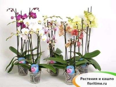 Орхидея Фаленопсис микс 2 рр 9/32: купить оптом в Москве