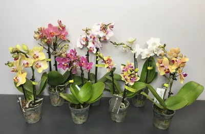 Купить Фаленопсис Мини Микс OPTI-FLOR с доставкой по Москве и области!