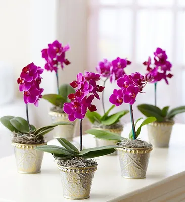 Mini Purple Phalaenopsis Orchid in Tin