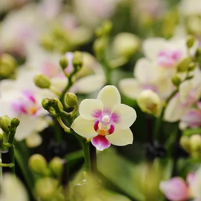 How to Care for Mini Phalaenopsis Orchids