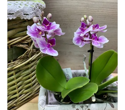 Орхидея Phalaenopsis (Фаленопсис) мини 30-9 - купить в Минске с доставкой,  цена и фото в интернет-магазине Cvetok.by