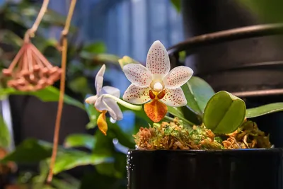 Phalaenopsis Mini Mark (Clones) – Big Leaf Orchids