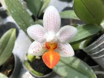 This baby Phalaenopsis Mini Mark is FRAGRANT! The scent started developping  yesterday, and it's fantastic ♥ : r/orchids