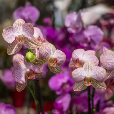 My teeny tiny Phalaenopsis Mini Mark seedling has opened his first bloom  (see the second pic for a closeup of the beautiful texture of the petals  and sepals ♥ ) : r/orchids