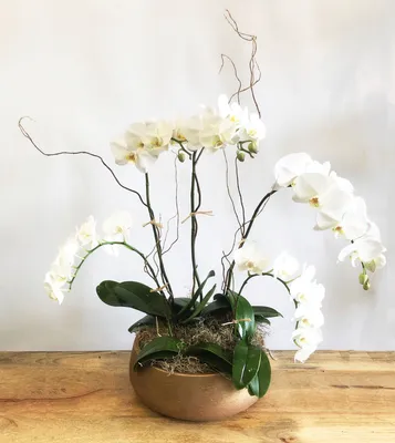 Phalaenopsis Mini Mark – Very Cute, Fragrant! – Orchid Design