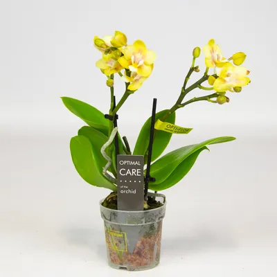 5 Beautiful Phalaenopsis mini Orchid Arrangements in Rockville, MD | Koko  Florist