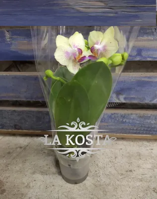 Фаленопсис мини Бордо 1st (Phalaenopsis) D9 H30 купить в Санкт-Петербурге