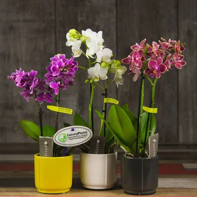 Орхидея Phalaenopsis, mini