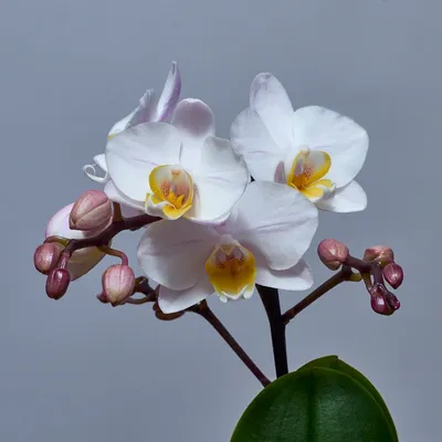 Phalaenopsis Mini Plant - Pk7 - Lee Orchid