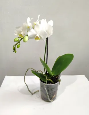 Уход за орхидеей Phalaenopsis Mini Mark