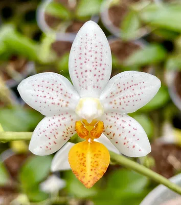 Phalaenopsis mini – Simegarden