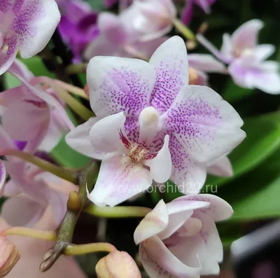 Орхидея Фаленопсис мини 1 ствол Белая (Phalaenopsis)