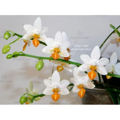 Орхидея Phalaenopsis, mini (отцвел)