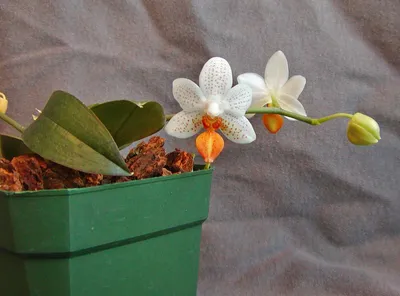 Orchids in Bloom: Phalaenopsis Mini Mark 'Holm'