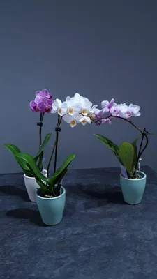 Орхидея Luxury Plants фаленопсис мини, голубая в интернет-шоуруме VALLES.TOP