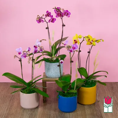 Phalaenopsis mini KD12ORCH2T 2 stem | Phalaenopsis | Phalaenopsis |  Цветущие комнатные орхидеи | Цветущие комнатные растения | Комнатные  растения | All products | OZ Planten