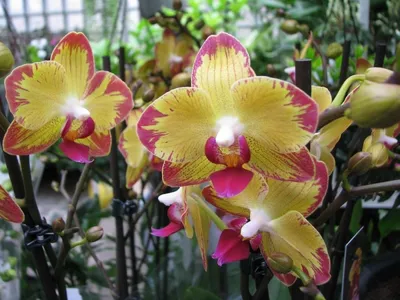 Фаленопсис Попугай (Phalaenopsis Papagayo) — купить в интернет-магазине  Ангелок