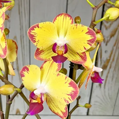 Орхидея Фаленопсис Попугай Phalaenopsis \"Papagayo\" | Татьяна Степанова |  Дзен