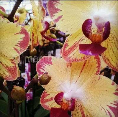 ПРОСТО ОБАЛДЕННЫЕ ОРХИДЕИ в КАСТОРАМА PAPAGAYO Попугай Orchids ORCHID  орхидея фаленопсис ОРЕНБУРГ - YouTube