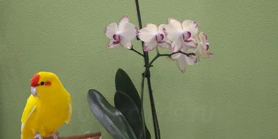 Моя Орхидея #попугай меня порадовала, скоро покажу вам это чудо 😉 #орхидея  | Instagram