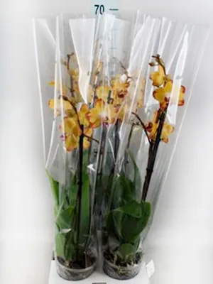 Орхидея фаленопсис Breezes (Бриз) или Papagayo (Попугай). Домашнее  цветение. | Красивая усадьба | Дзен
