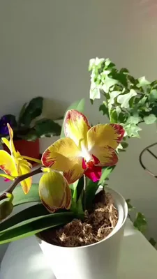 Орхидея фаленопсис Попугай | Всё об Орхидеях