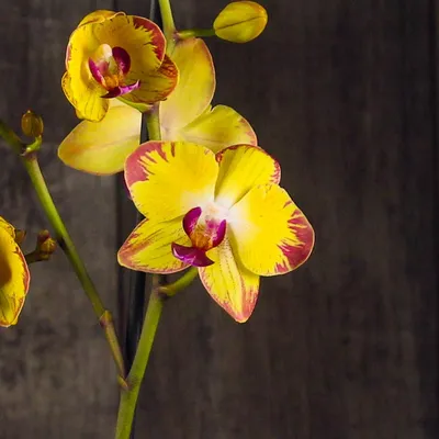 Купить орхидею Фаленопсис Попугай (Papagayo) с доставкой по Украине.