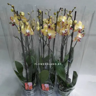 Фаленопсис Попугай (Phalaenopsis Papagayo) — купить в интернет-магазине  Ангелок