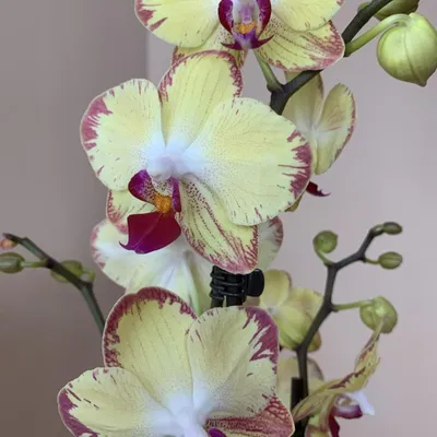 Breezes попугай phalaenopsis orchid | Orquídeas, Plantas, Natureza